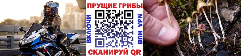 Купить  Порхов  Галлюциногенные грибы Psilocybe 